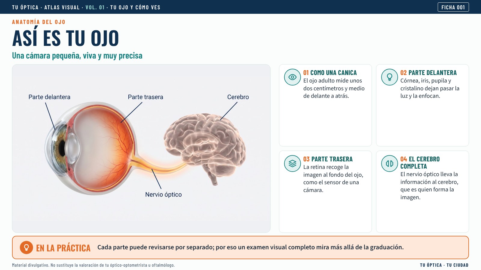 Ficha: Así es tu ojo